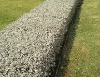 Leucophyllum-Frutescens-2