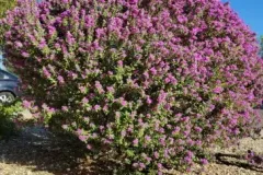Leucophyllum-Frutescens-3