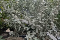 Leucophyllum