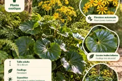 Ligulaire-En-Jardin-Ombrage