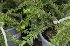 Lonicera-Maigrum-Couvre-Sol