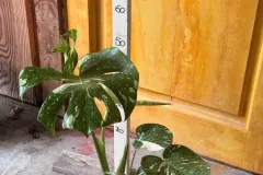 Monstera_Deliciosa_Thai_Constellation