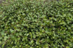 Muhelenbeckia