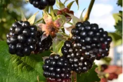 Murier-sans-epine-Gros-fruits