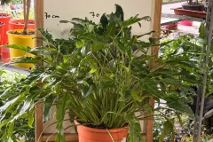 Philodendron_Xanadu
