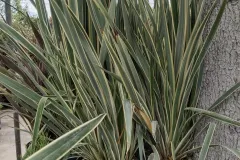 Phormium-5