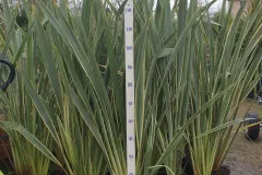 Phormium-9