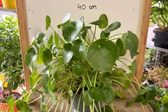 Pilea_Peperomioides