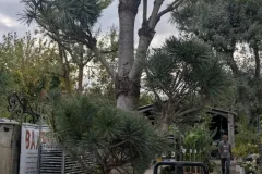 Pin-Bonsai