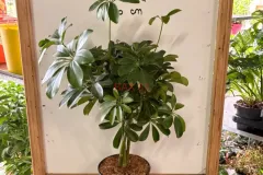 Schefflera_Arboricola.webp