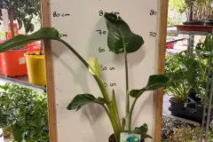 Strelitzia