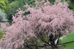TAMARIX-TETRANDRA