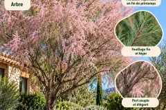 Tamaris-En-Fleurs