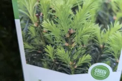 Taxus-M-Hicksii-1