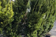Taxus-M-Hicksii-2