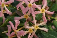Trachelospermum-Jasmin-Etoile-19E90-2