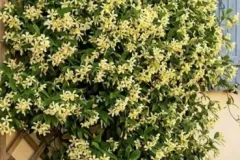 Trachelospermum-Jasmin-Etoile-19E90