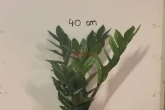 Zamioculcas_Zamiifolia.webp