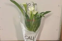 Zantedeschia.webp