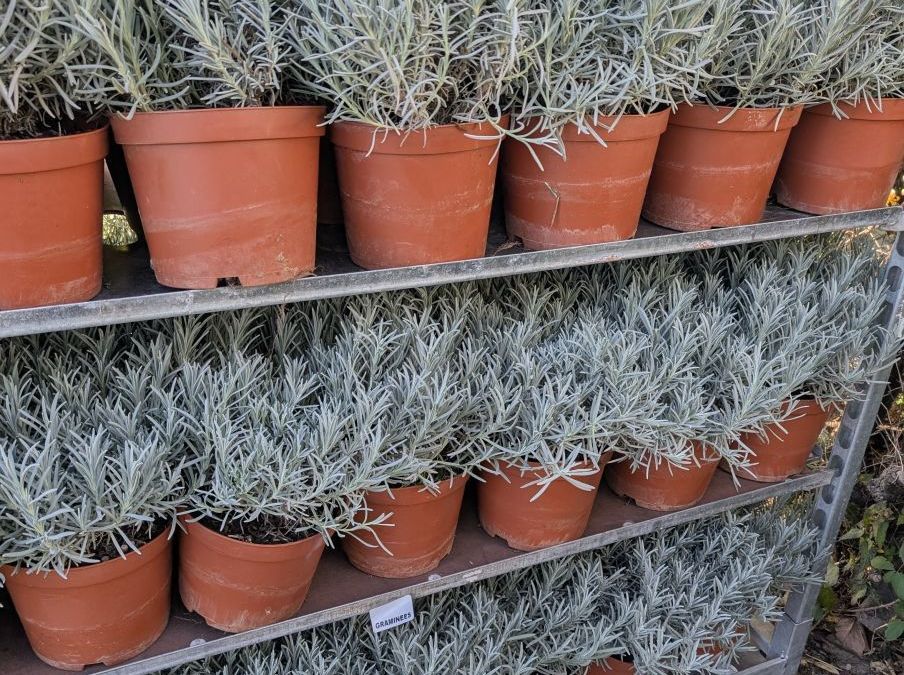 LAVANDE XL    Unité 9€50 et par 3=7€50 l'unité