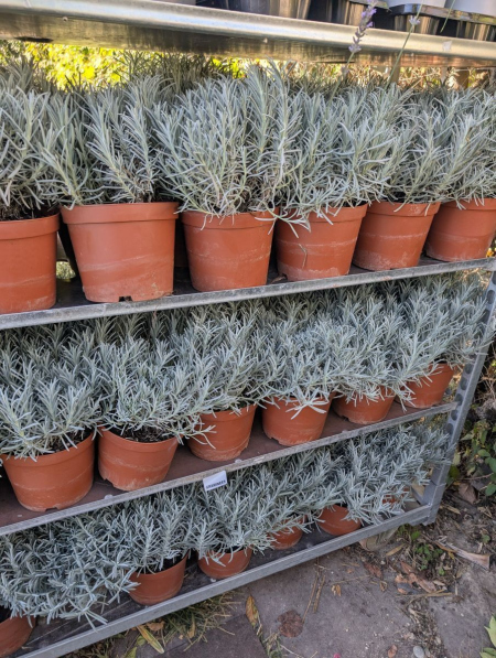 LAVANDE XL    Unité 9€50 et par 3=7€50 l'unité