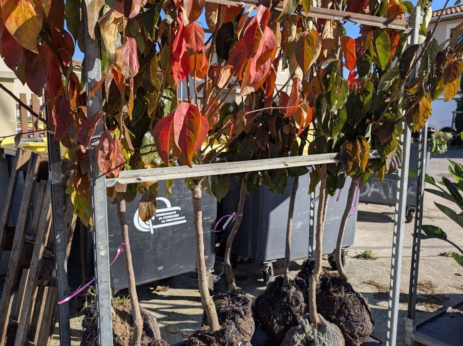 PLAQUEMINIER-KAKI-FUYU-MUSCAT