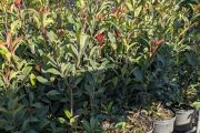 PHOTINIA CARRE ROUGE 5 L = 14€