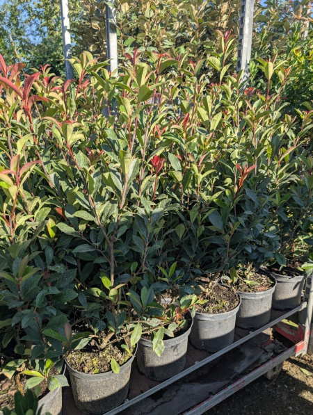 PHOTINIA CARRE ROUGE 5 L = 14€