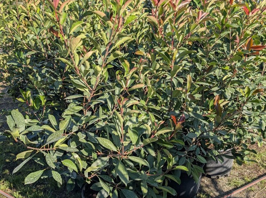 PHOTINIA RED ROBIN  20L  -  39€
