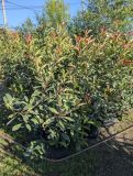 PHOTINIA RED ROBIN  20L  -  39€