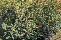 PHOTINIA RED ROBIN  20L  -  39€