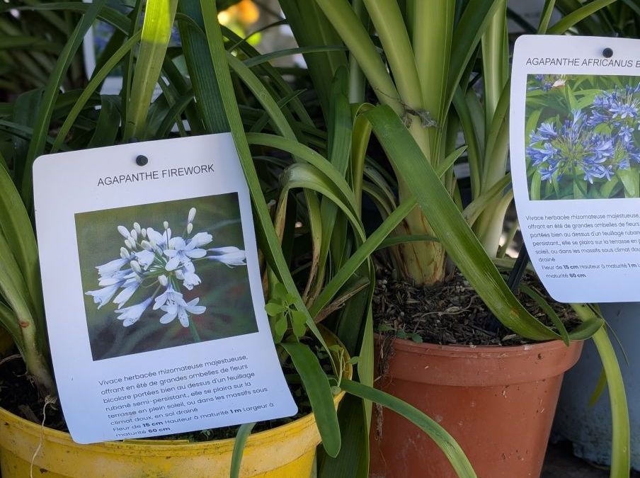 AGAPANTHE-BLANCHE ou BLEUE 14€