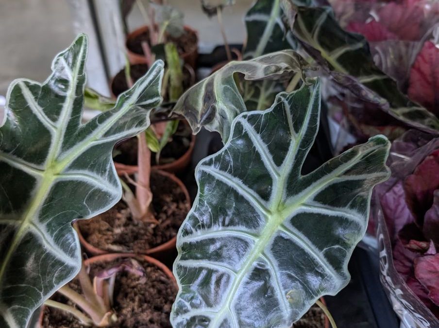 ALOCASIA