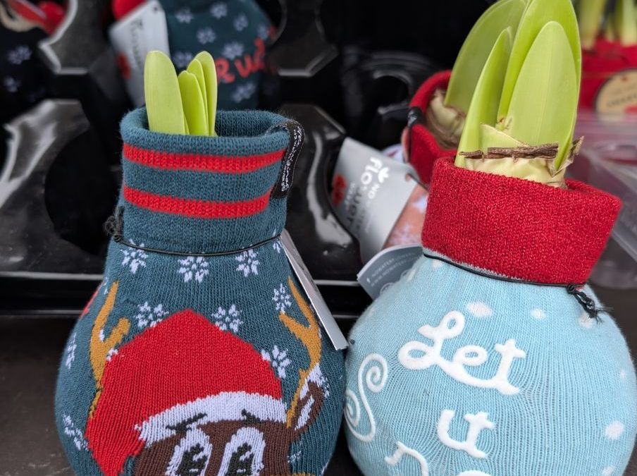 AMARYLLIS-ESPRIT-NOEL