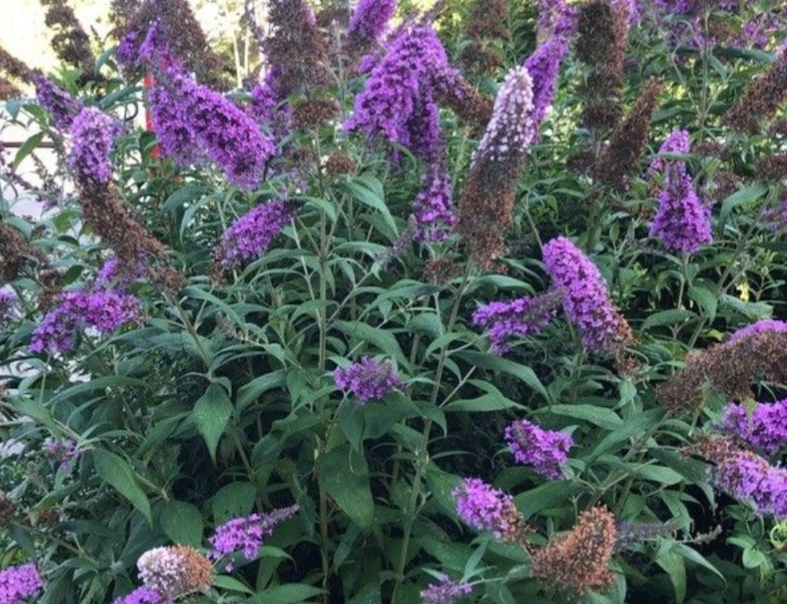 ARBRE-A-PAPILLON   Dispo dès 9€50