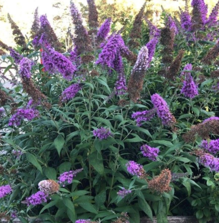 ARBRE-A-PAPILLON   Dispo dès 9€50