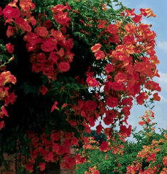 BIGNONE-TROMPETTE-DE-GERIKO