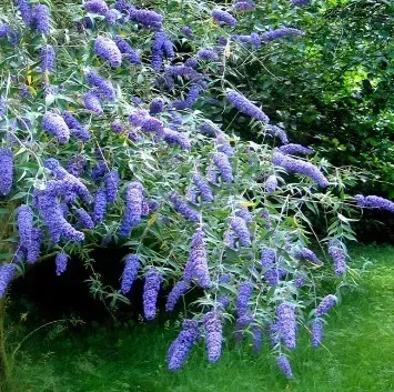 BUDLEIA-EMPIRE-BLUE-2