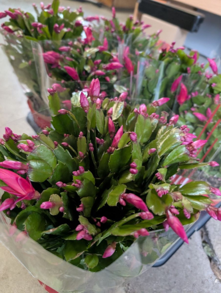 CACTUS-DE-NOEL-SCHLUMBERGIA 17€50