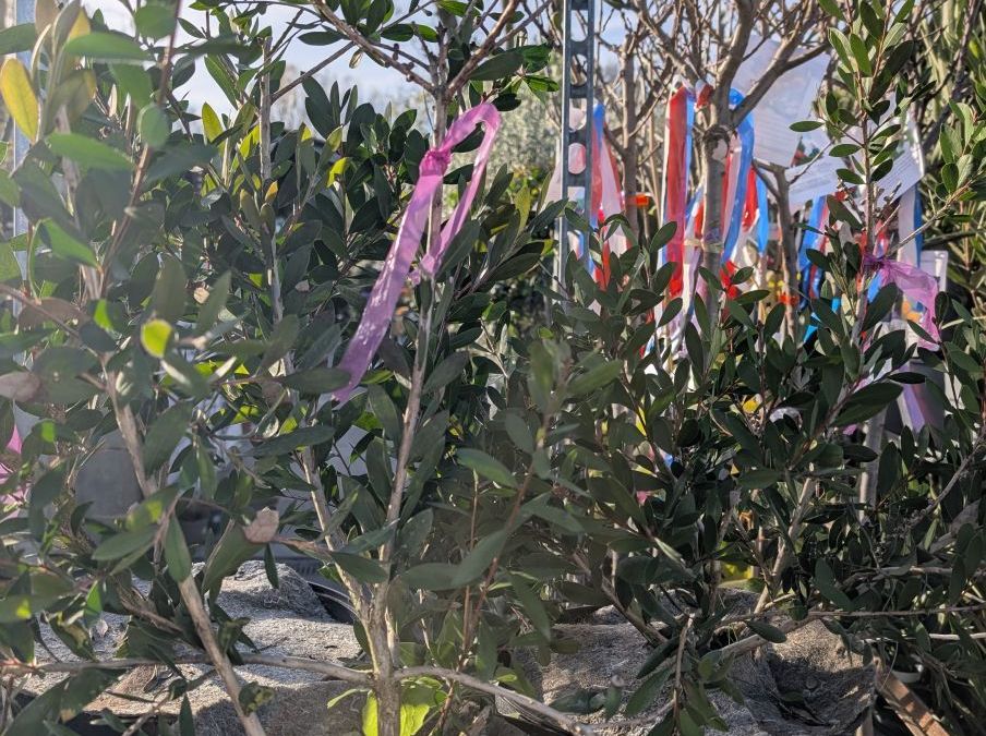 CALLISTEMON ROSE FUSHIA   29€