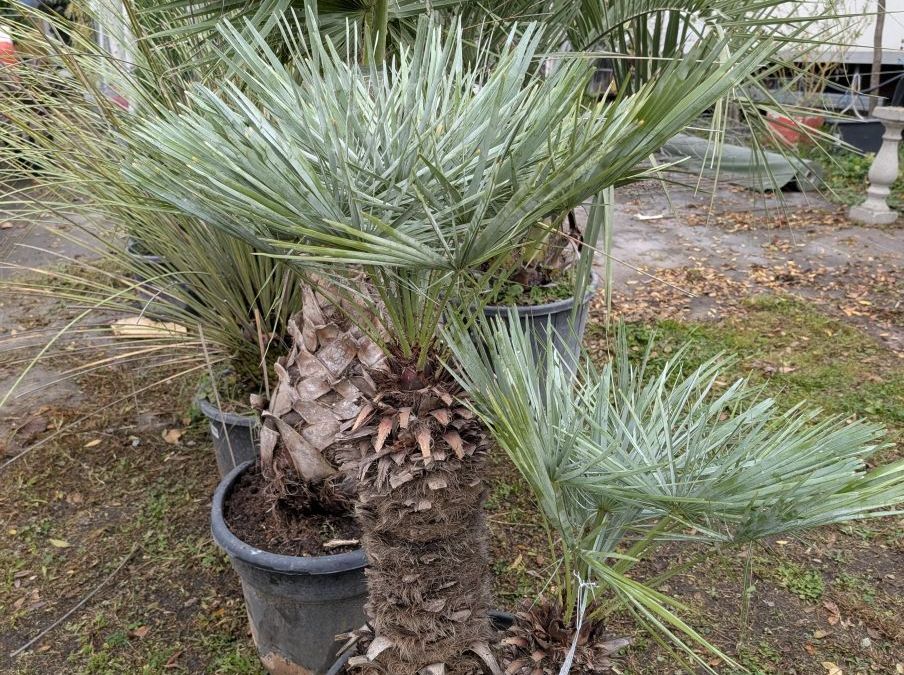 CHAMAEROPS-BLEU Dès 99€