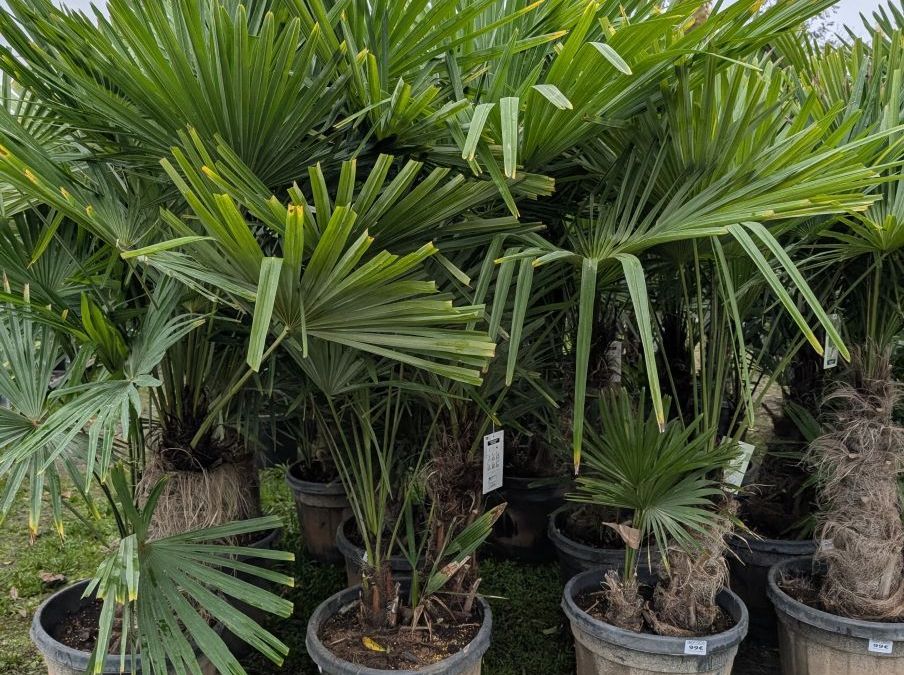 TRACHYCARPUS FORTUNEI MULTIRTONC  79€