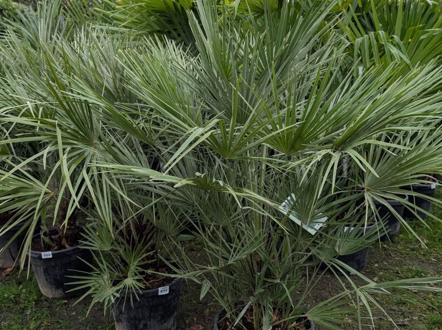 CHAMEAROPS HUMILIS 99€