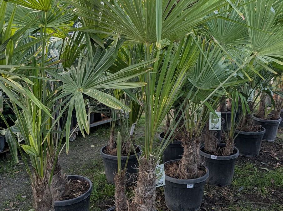 CHAMEAROPS-EXCELSA-MULTITRONC A partir de 79€