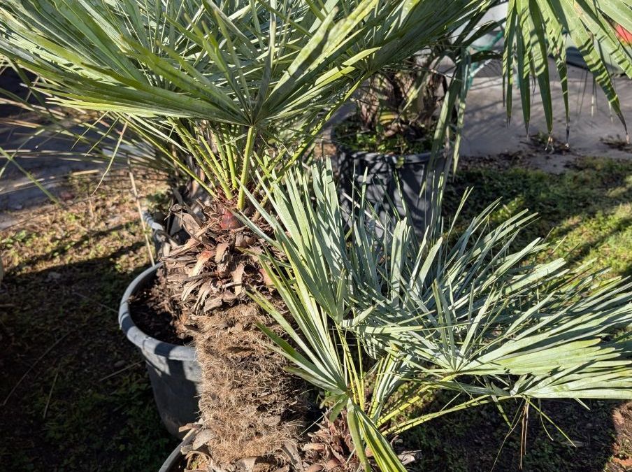 CHAMEAROPS-HUMILIS-ChILEFERA-BLEU-   RARE 99€ GRANDS SUJET