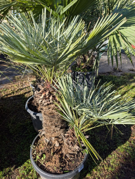 CHAMEAROPS-HUMILIS-ChILEFERA-BLEU-   RARE 99€ GRANDS SUJET