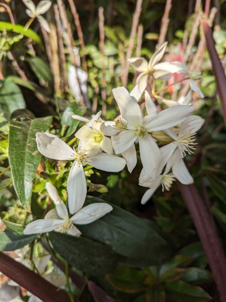 CLEMATITE-ARMANDII-2
