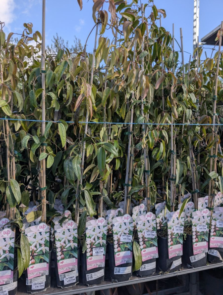 CLEMATITE-ARMANDII-ROSE   X3= 19€90   X1= 25€