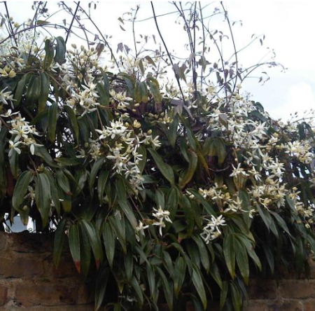 CLEMATITE-ARMANDII