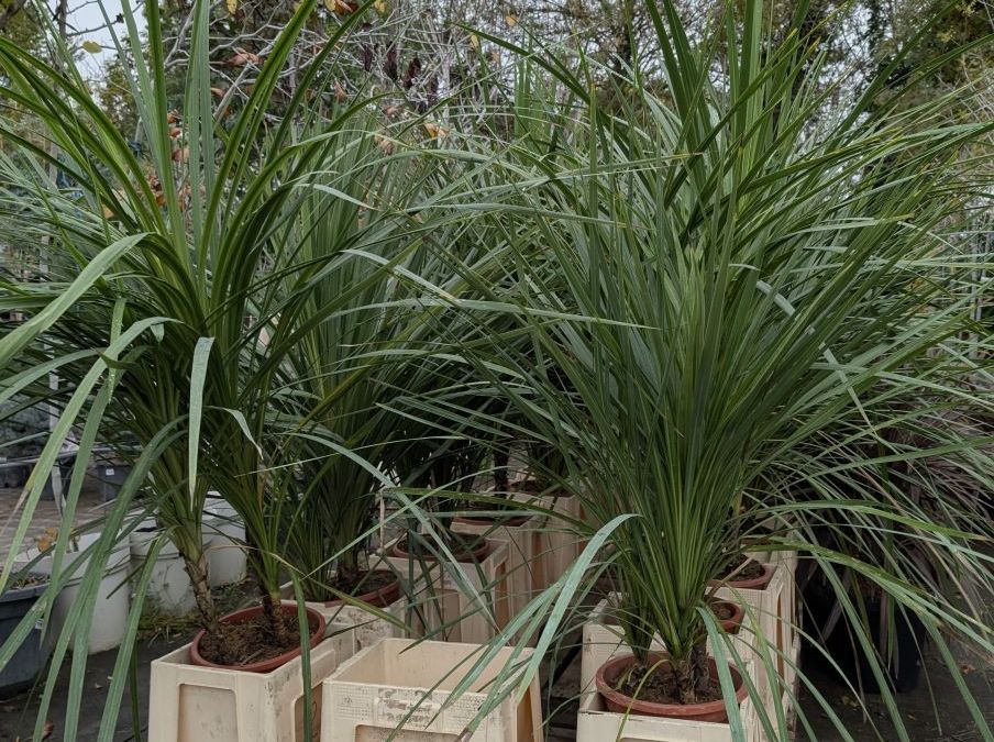 CORDYLINE-MULTI-TRONC 39€
